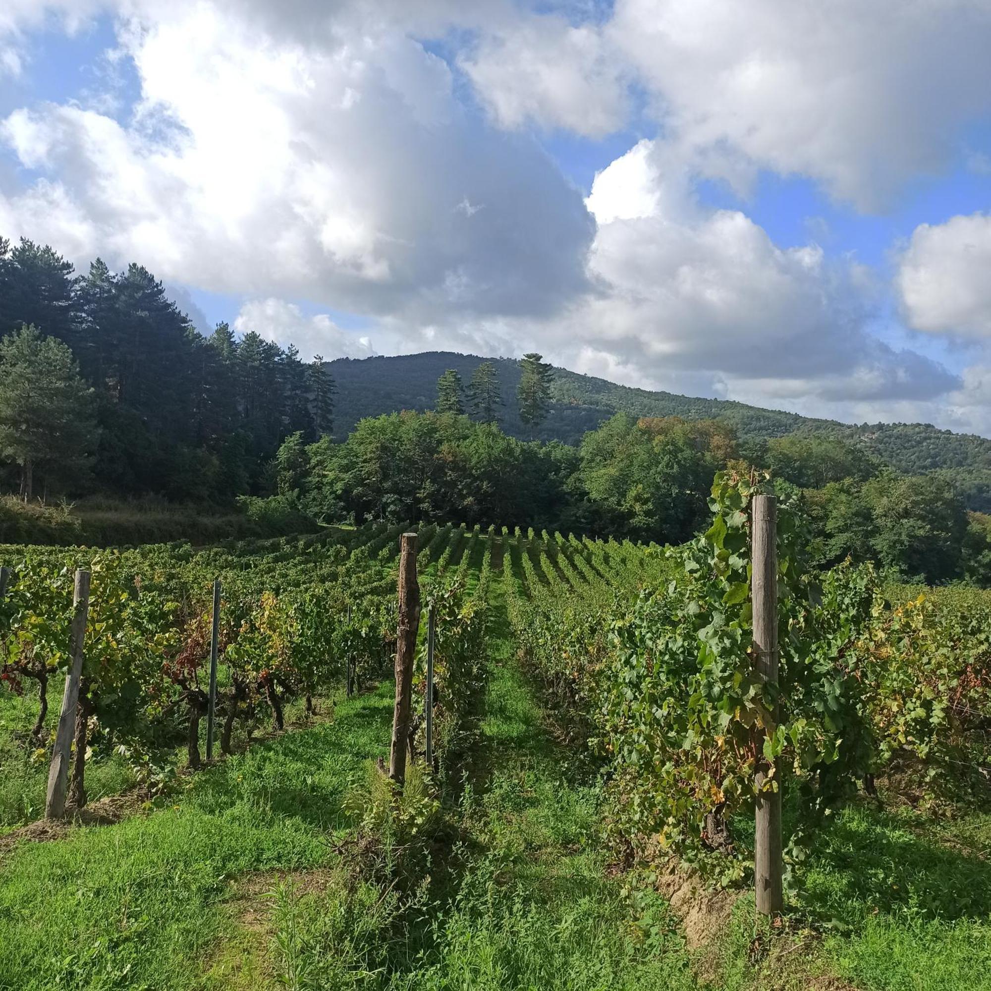 La Casetta Di Campagna Alloggio Nel Chianti Pomino Zewnętrze zdjęcie